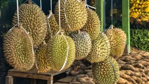 Manfaat Buah Durian Untuk Kesehatan