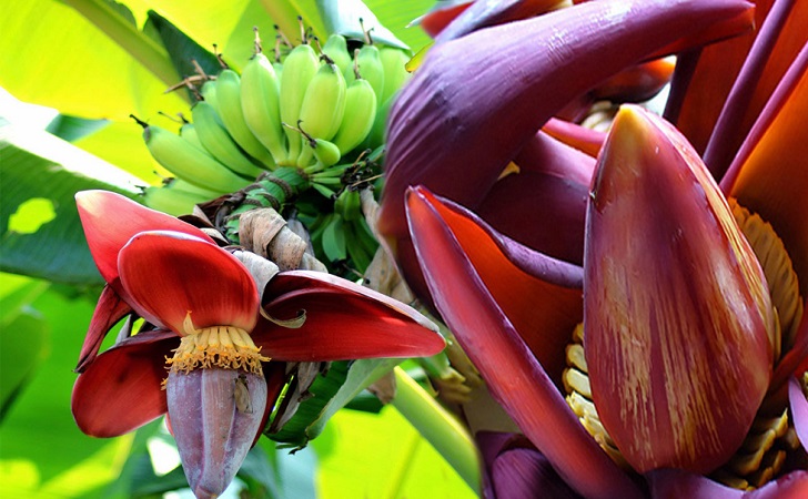 Manfaat Jantung Pisang Untuk Kesehatan