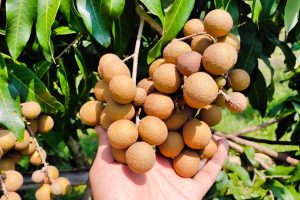 Manfaat Buah Kelengkeng Untuk Kesehatan